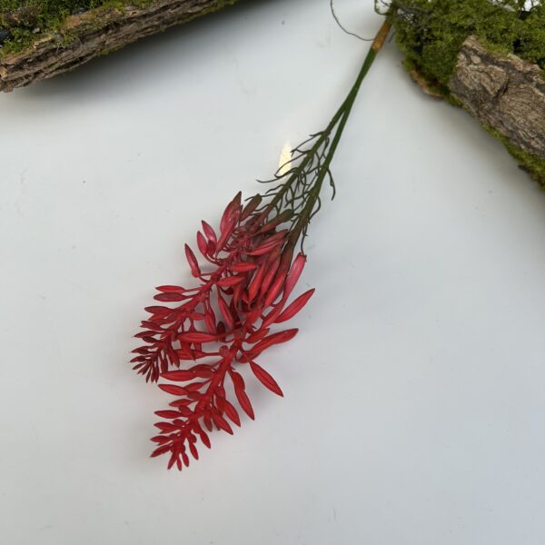 Гілка кактуса червона