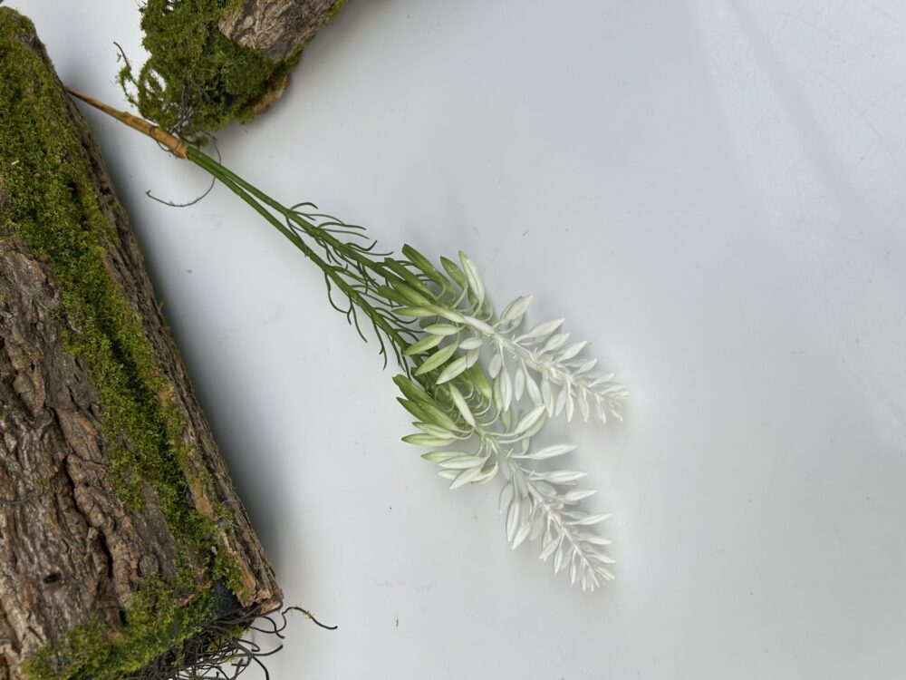 Гілка кактуса біла