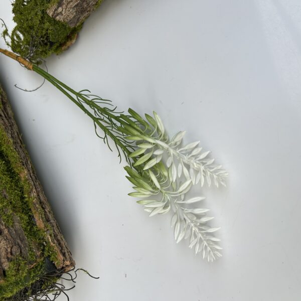 Гілка кактуса біла