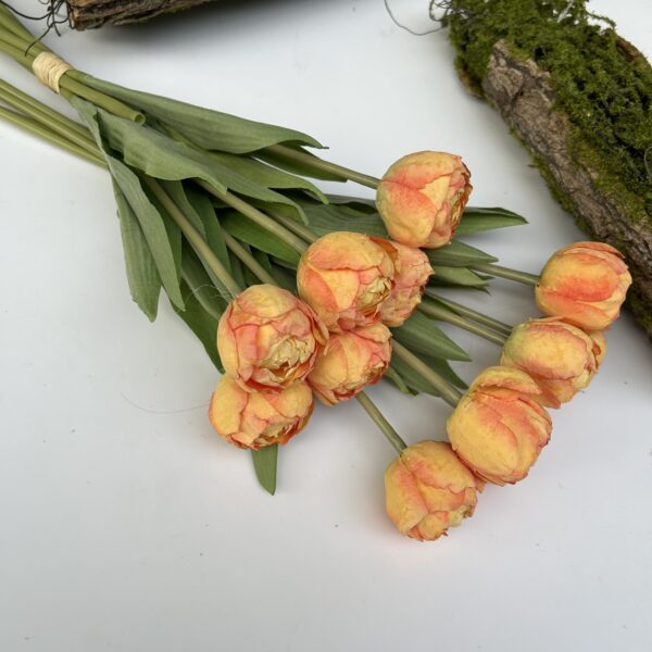 Тюльпан махровий