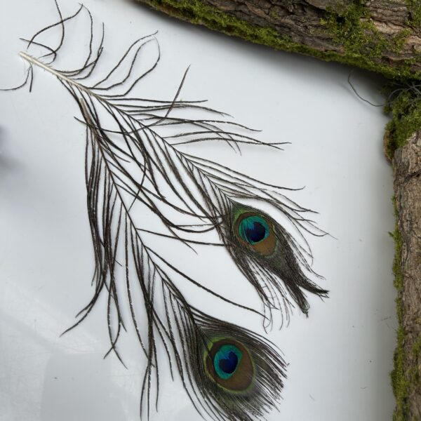 Пауліна перо