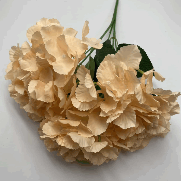 Гортензія букетна легке капучіно