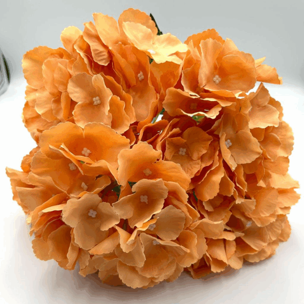 Гортензія букетна помаранч