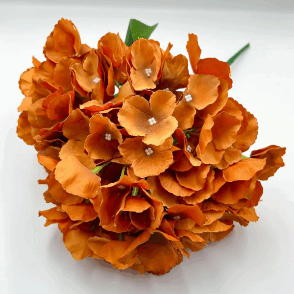 Гортензія букетна охра