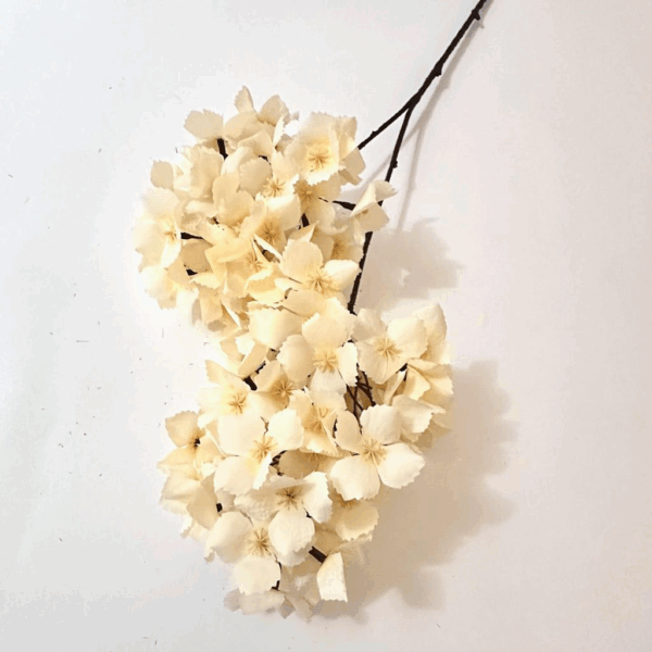 Гортензія кущова крем-шампань