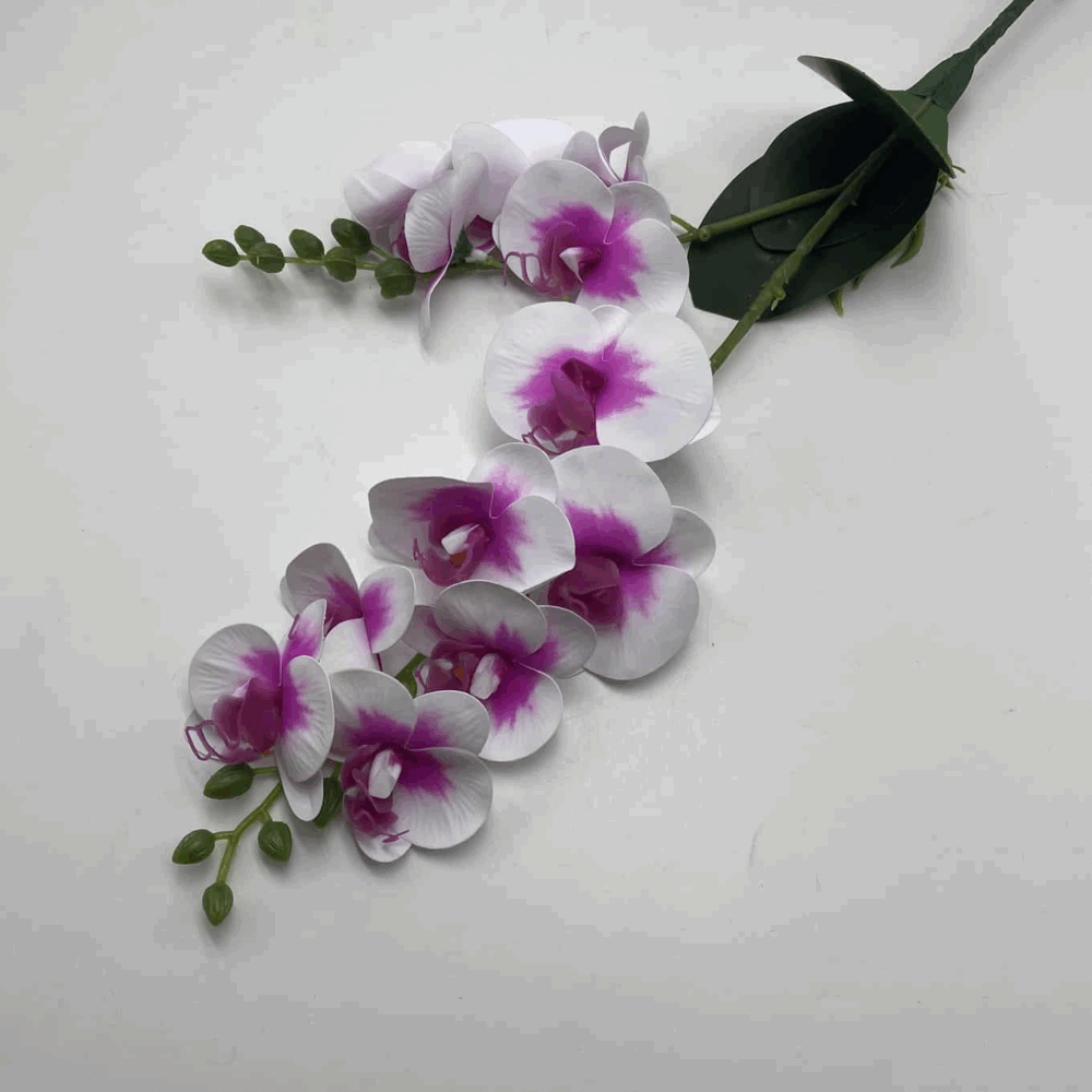 Орхідея кукщова біло-рожева