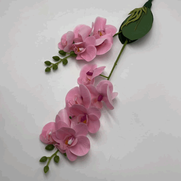 Орхідея кущова рожева