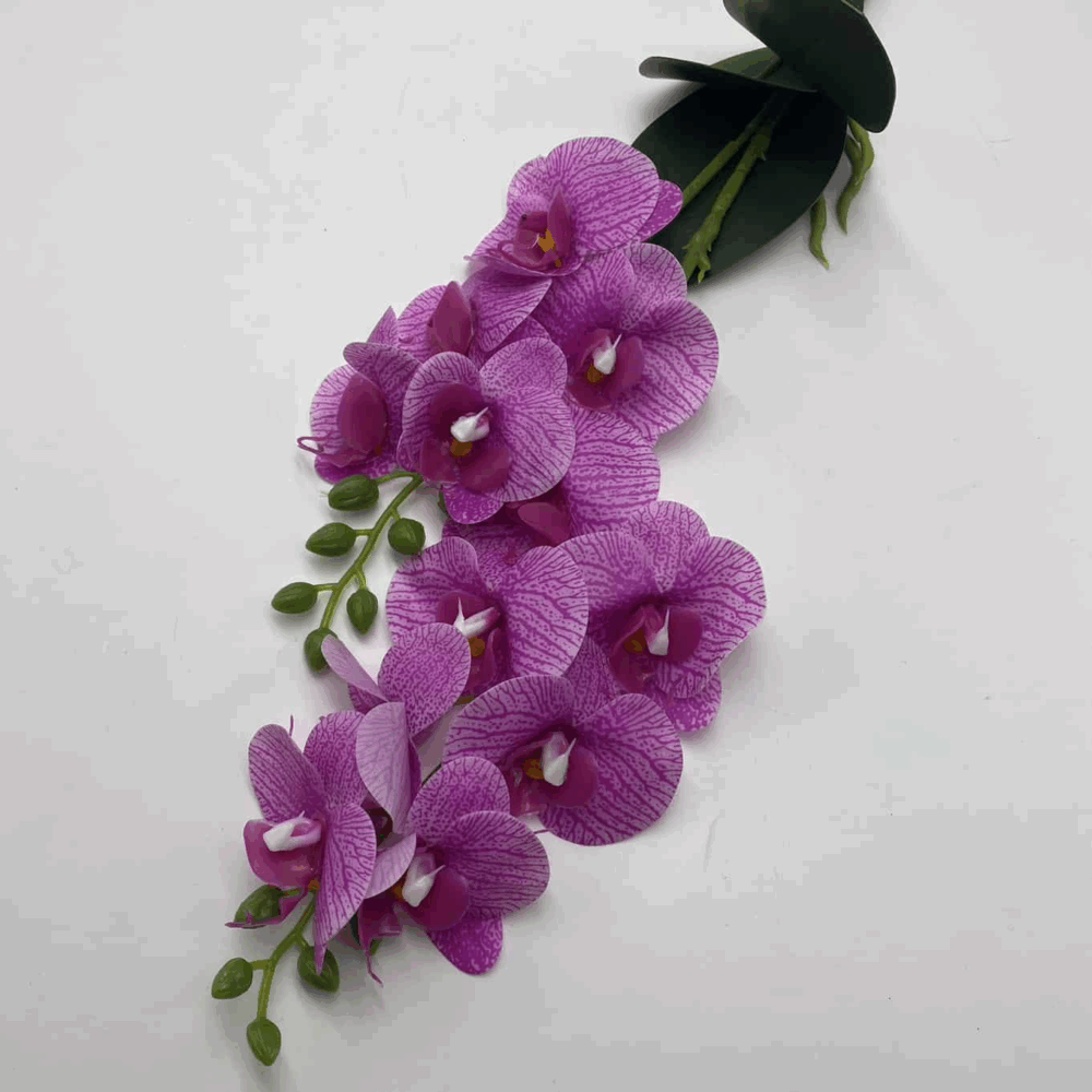 Орхідея кущова фіалкова