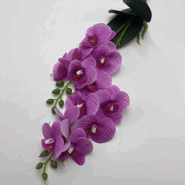 Орхідея кущова фіалкова