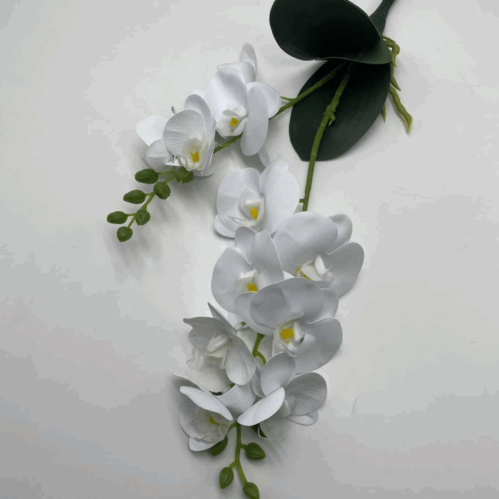 Орхідея кущова біла