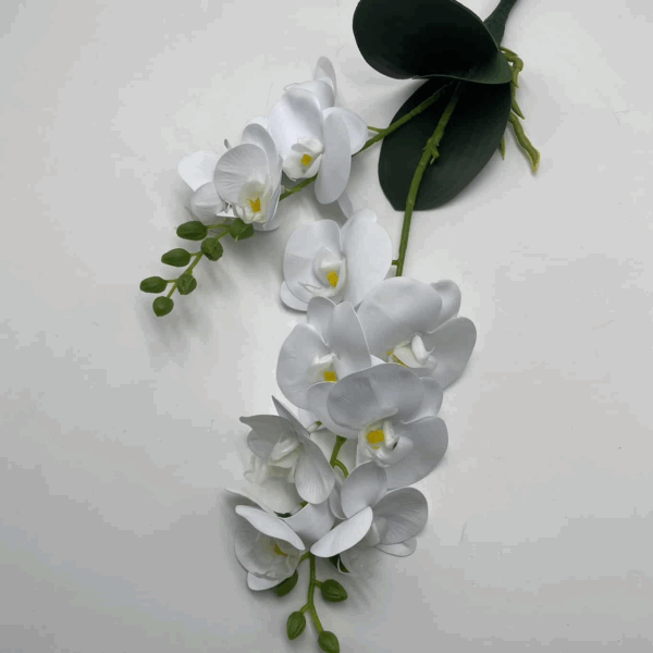 Орхідея кущова біла