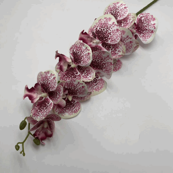 Орхідея біло-рожева