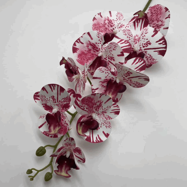 Орхідея тигрова червона