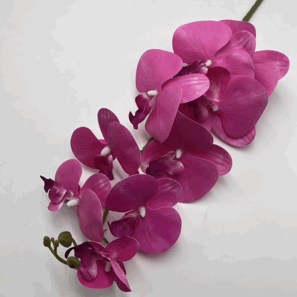 Орхідея малина