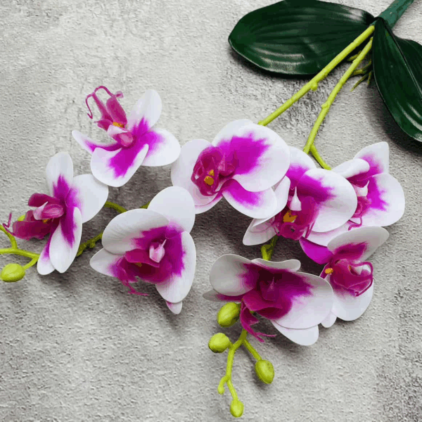 Орхідея кущова