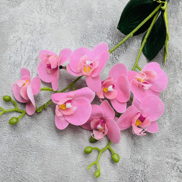 Орхідея кущова рожева