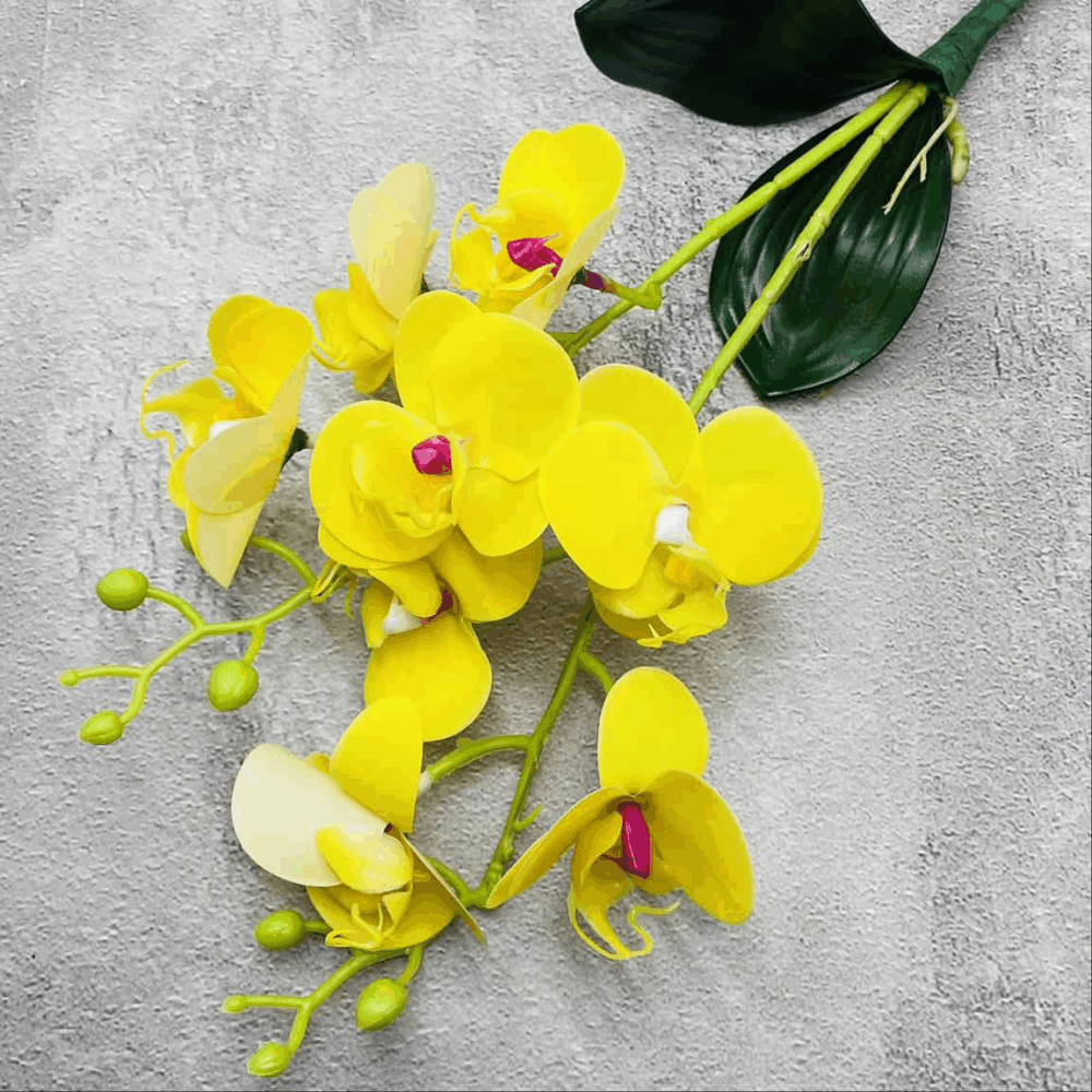 Орхідея кущова жовта
