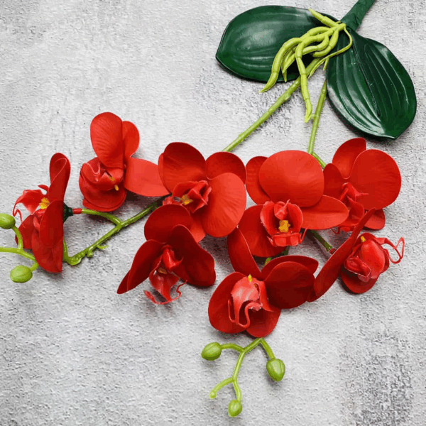 Орхідея кущова червона