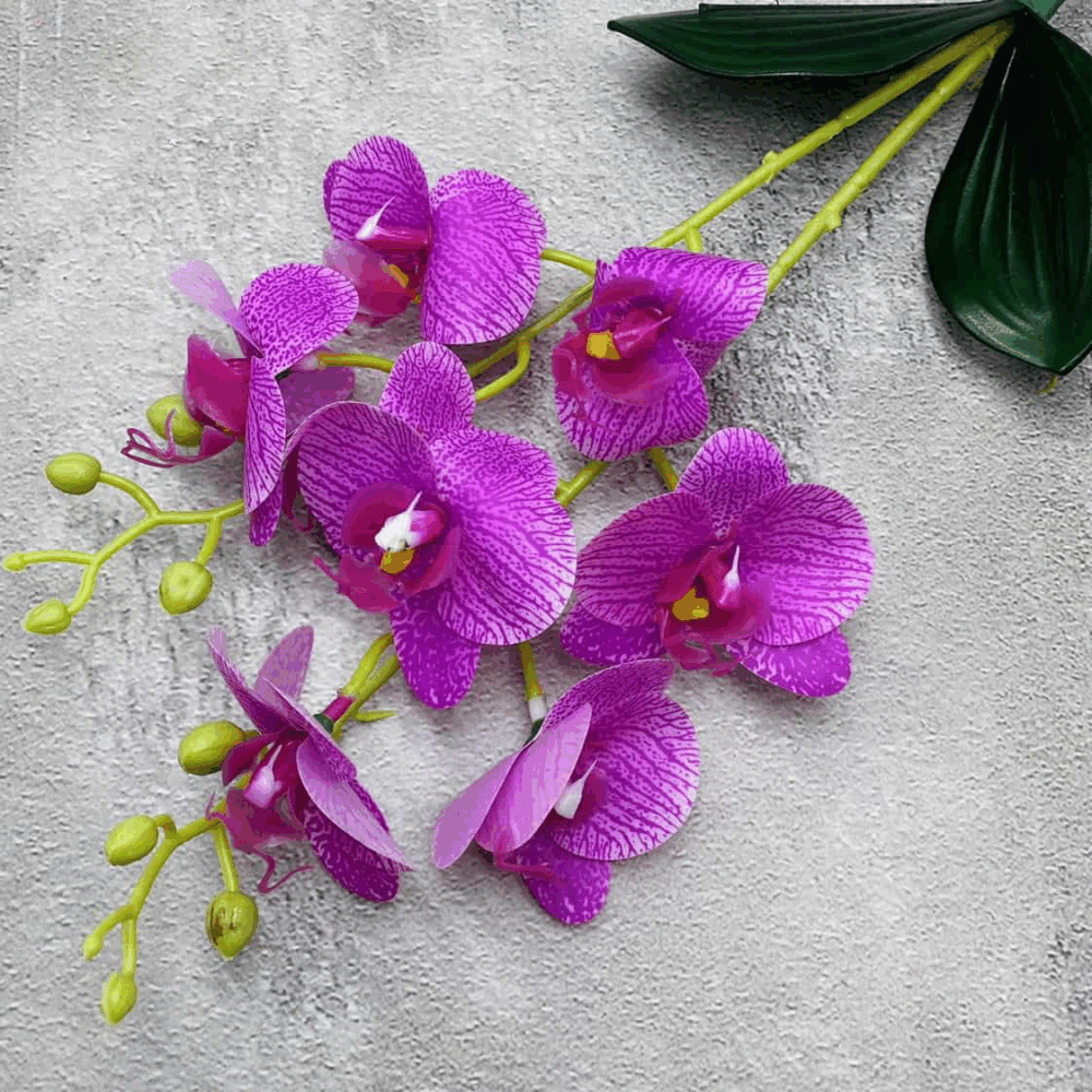 Орхідея кущова фіалкова