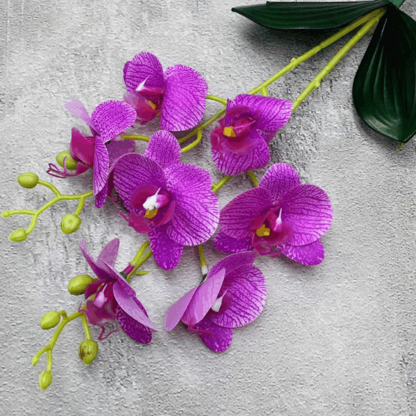 Орхідея кущова фіалкова