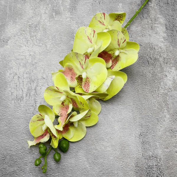 Орхідея зелена