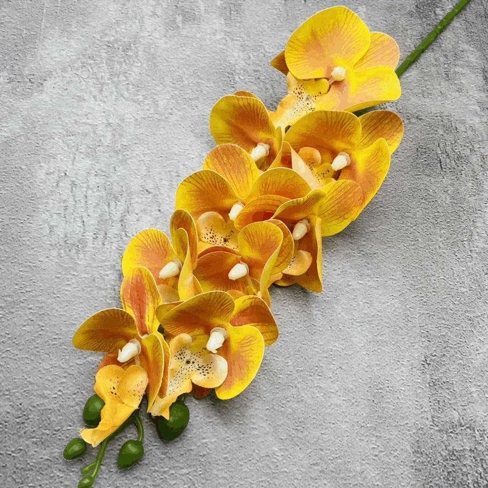 Орхідея тигрова жовта