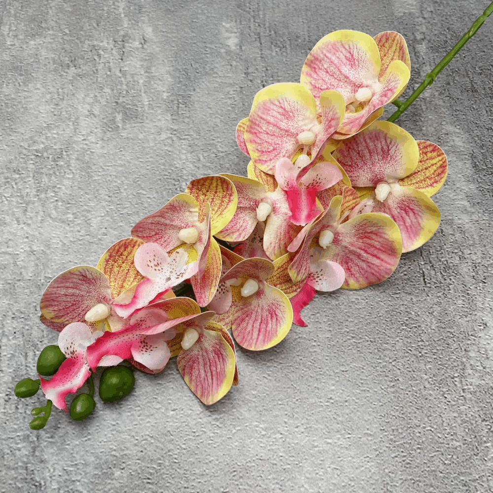 Орхідея тигрова з жовтим