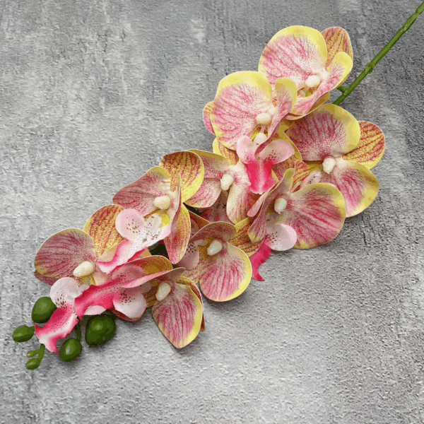 Орхідея тигрова з жовтим