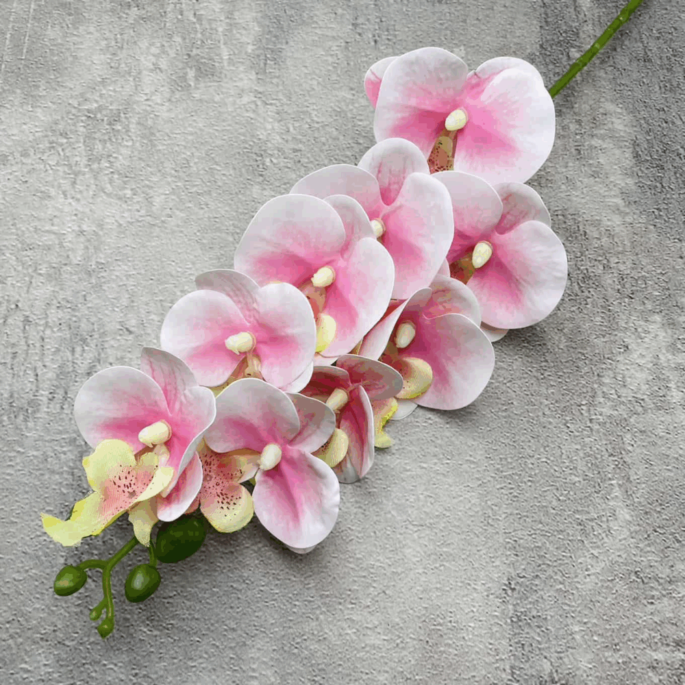 Орхідея з рожевим