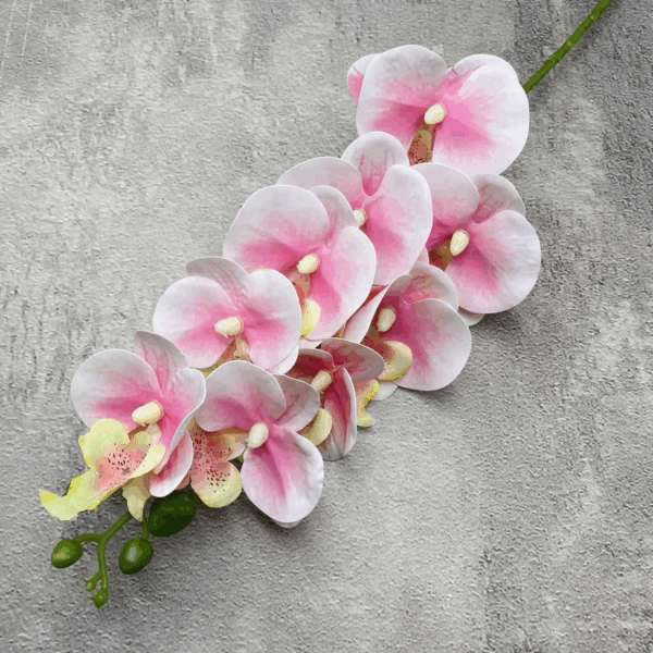 Орхідея з рожевим