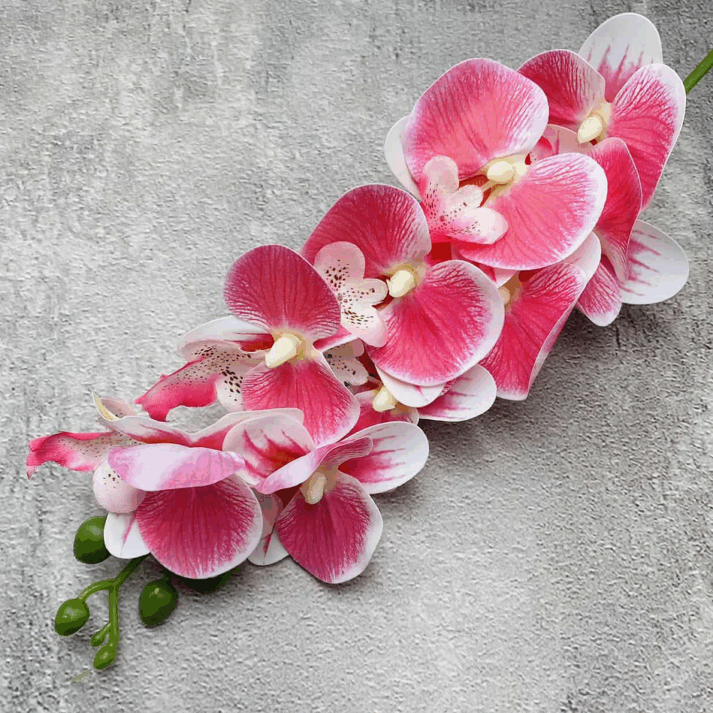 Орхідея рожево-біла