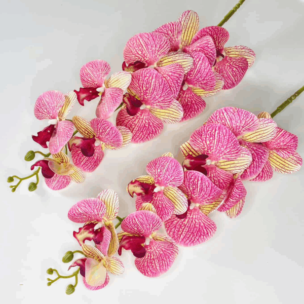 Орхідея тигрова рожева