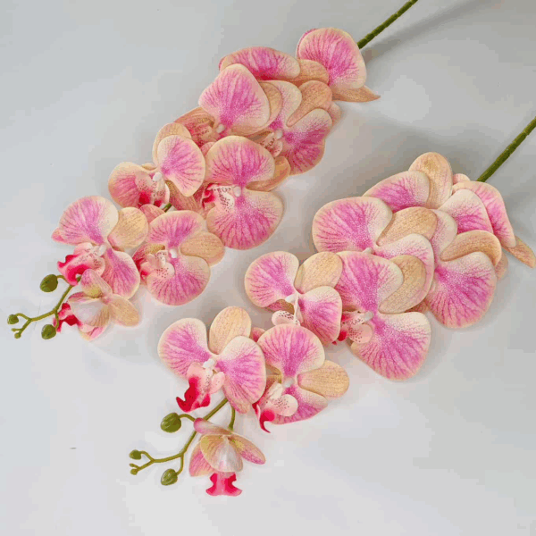 Орхідея персик