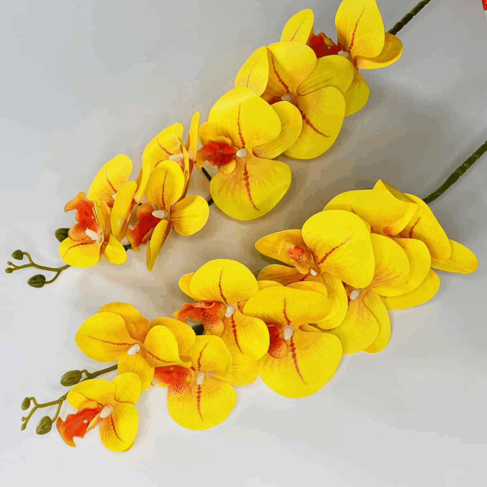 Орхідея жовта