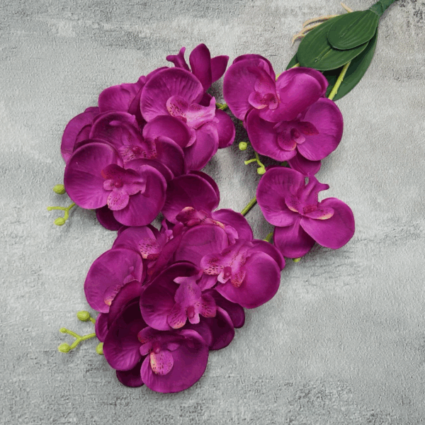 Орхідея кущова