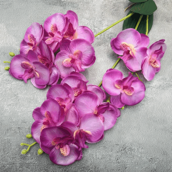 Орхідея кущова малина