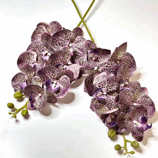 Орхідея тигрова