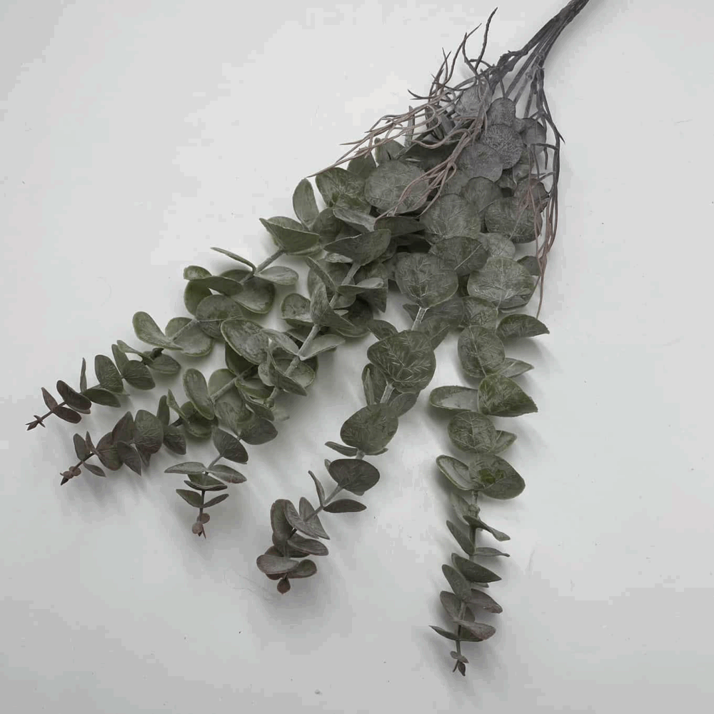 Евкаліпт з корінням пепельний