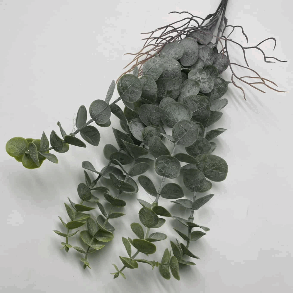 Евкаліпт з корінням пепельний