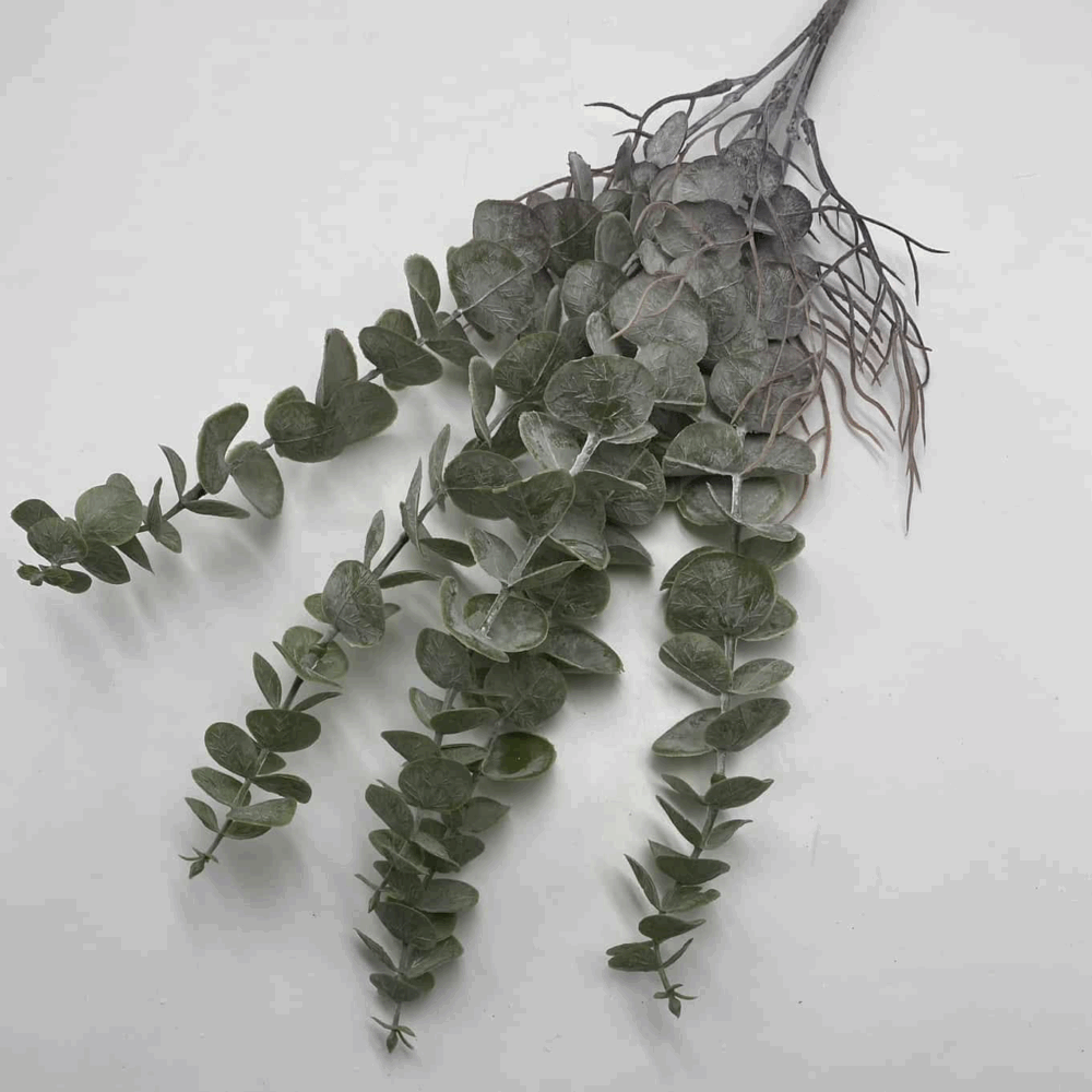 Евкаліпт з корінням пепельний