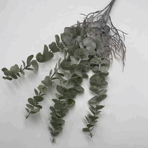 Евкаліпт з корінням пепельний