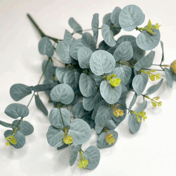 Евкаліпт класичний