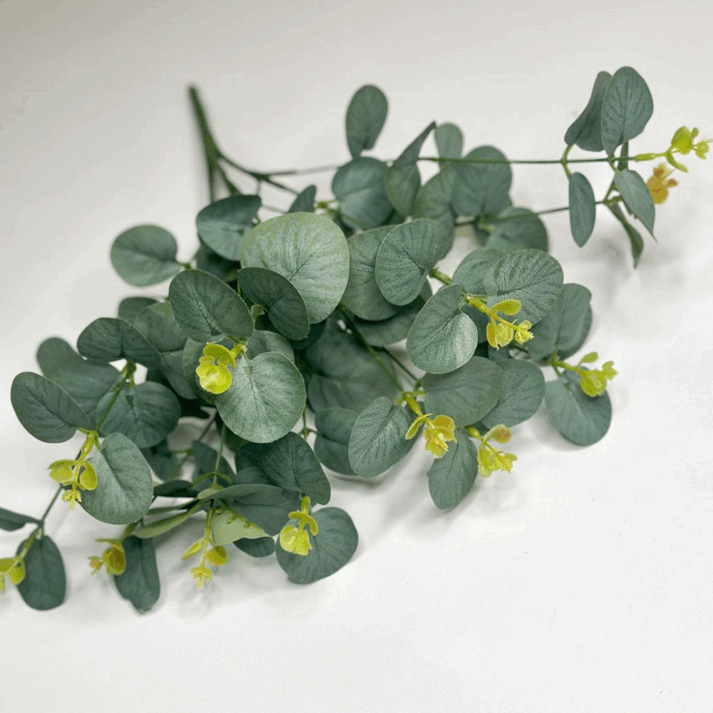 Евкаліпт каласичний