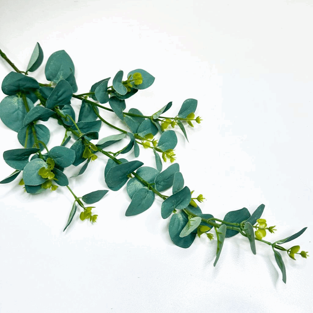 Гілка евкаліпту