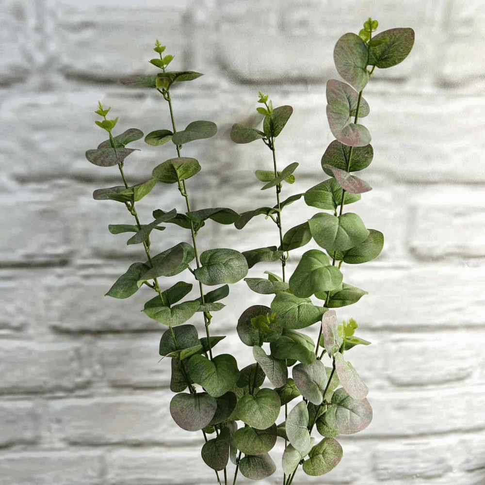 Евкаліпт пепельний