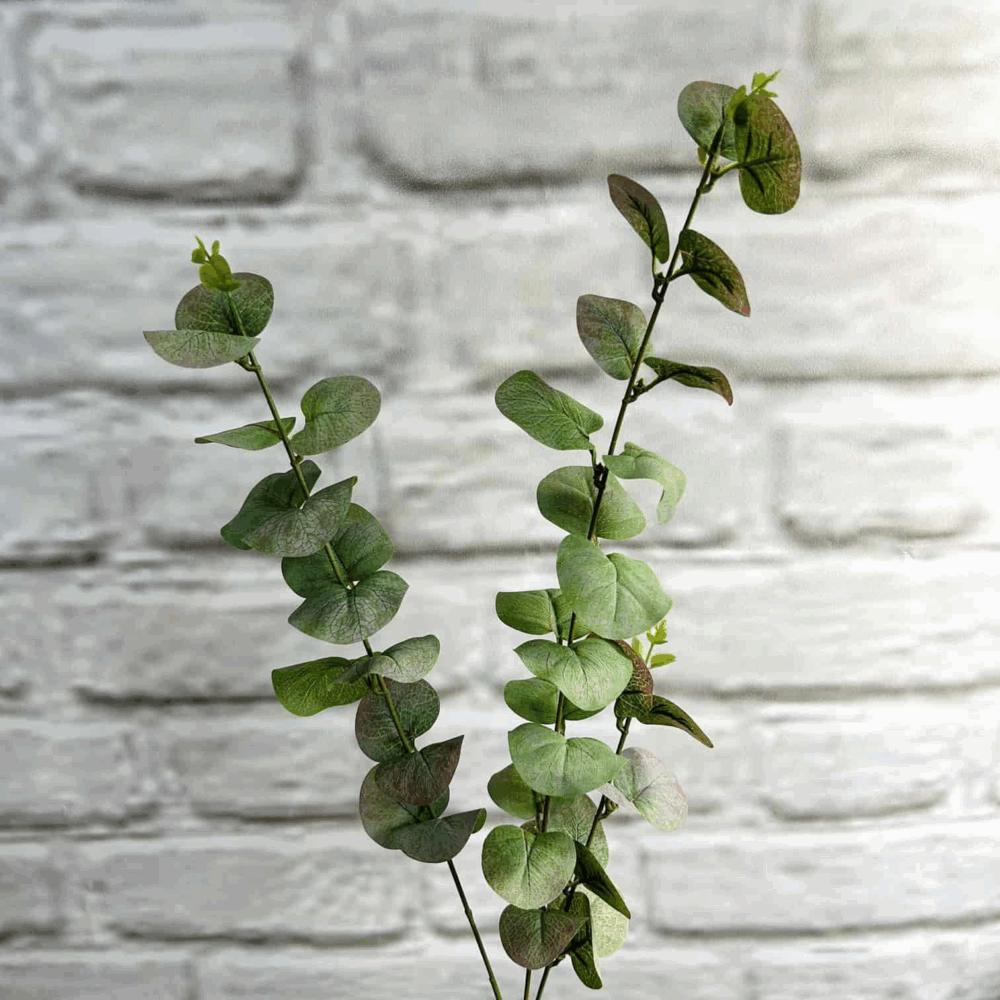 Евкаліпт пепельний - Зображення 2