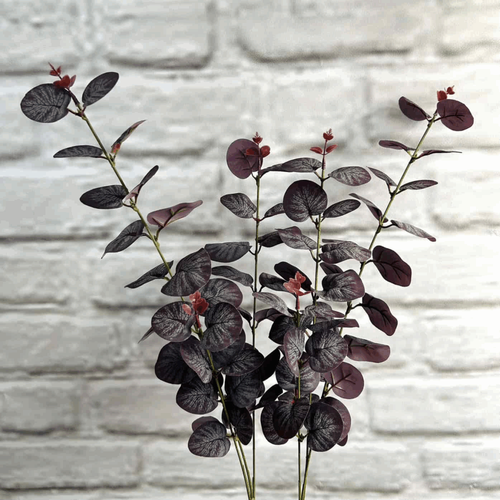 Евкаліпт боргунді