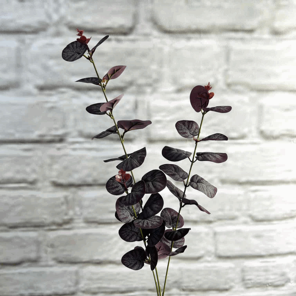 Евкаліпт боргунді - Зображення 2