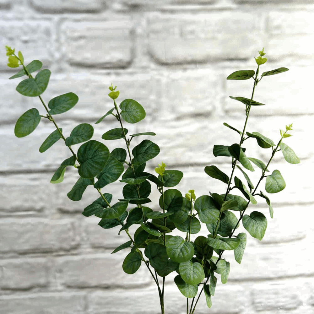 Евкаліпт темно-зелений