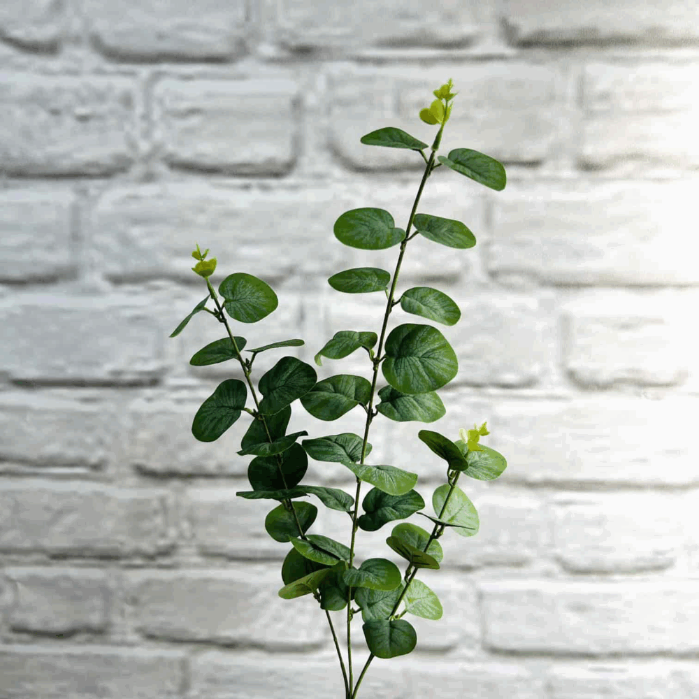 Евкаліпт темно-зелений - Зображення 2